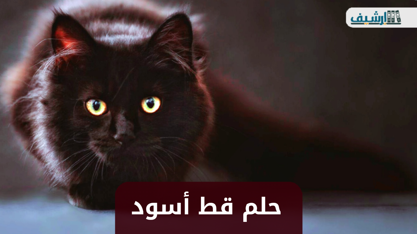 تفسير روية القط الاسود في المنام