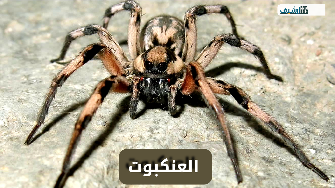 حكم قتل العنكبوت هل يجوز لنا قتل العنكبوت في البيت