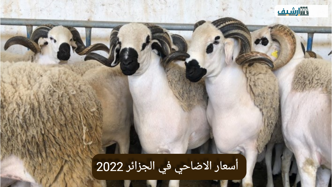 أسعار الاضاحي في الجزائر 2022