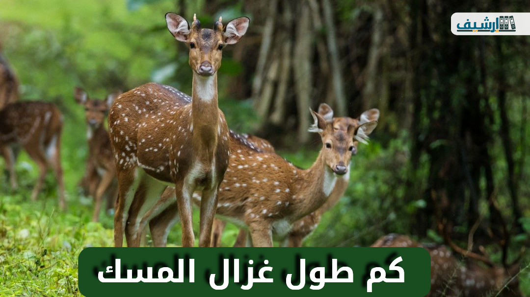 كم طول غزال المسك