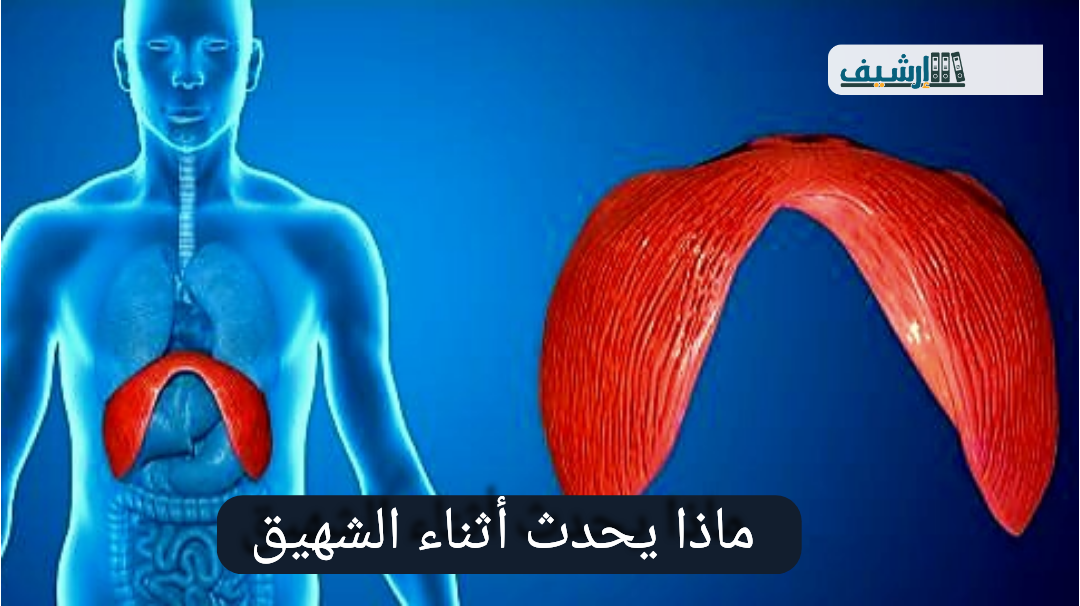ماذا يحدث أثناء الشهيق