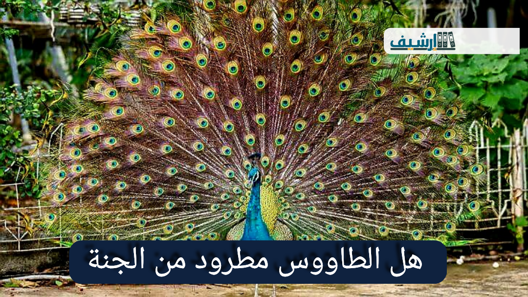 هل الطاووس مطرود من الجنة