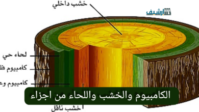 الكامبيوم والخشب واللحاء من اجزاء