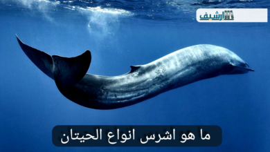 ما هو اشرس انواع الحيتان